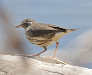 Louisianna Waterthrush 1745